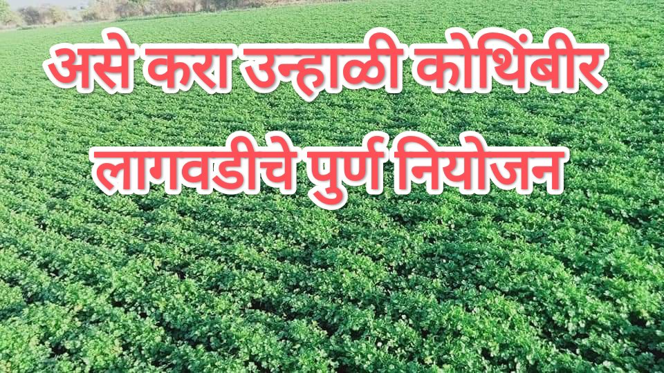 नक्की वाचा, उन्हाळी कोथिंबीर लागवड पुर्ण माहिती …