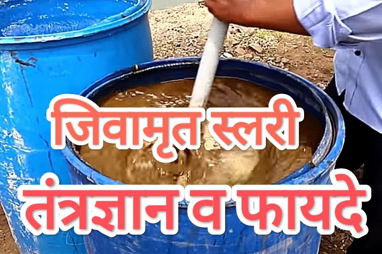 का आहे शेतीमध्ये जिवामृत तंत्रज्ञान महत्वाचे…